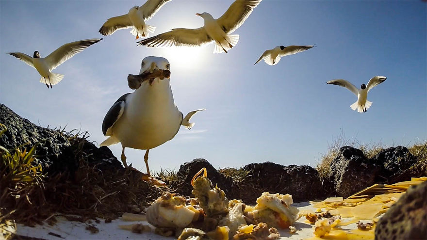 We Gave The Birds Our Leftovers And Hid The Camera. Here's What Happened