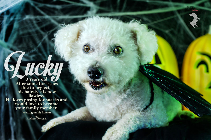 We Took Photos Of 12 Rescue Dogs And Created A Unique 2016 Calendar