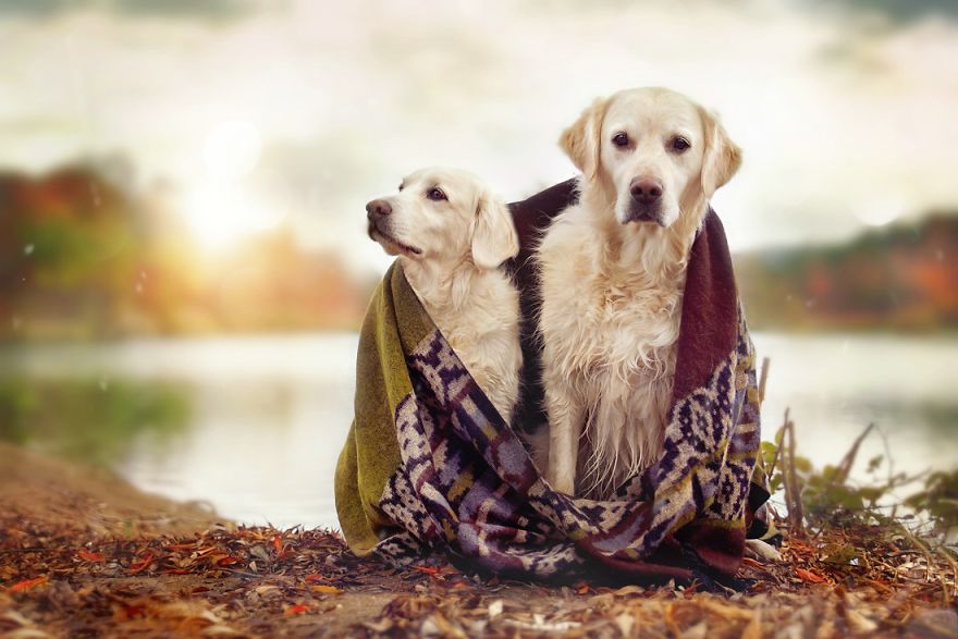 Yes, Dogs Also Have Best Friends! I Want To Show You My Golden Retriever Mali’s Friends
