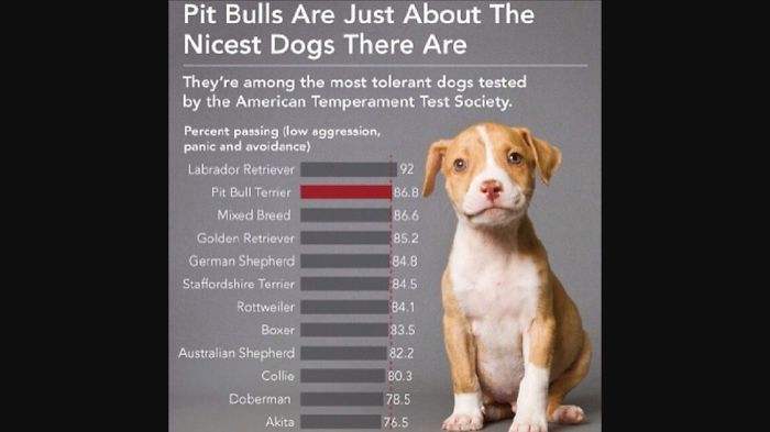 10. Facts About Pitbulls