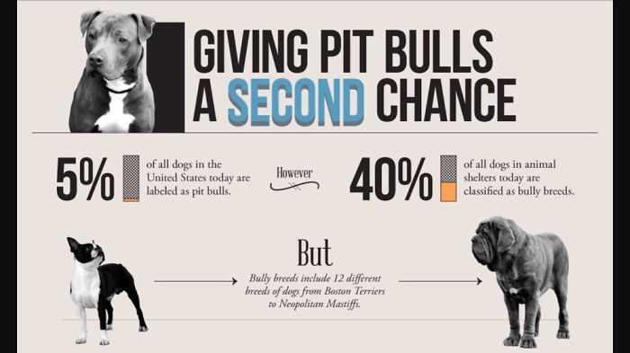 10. Facts About Pitbulls