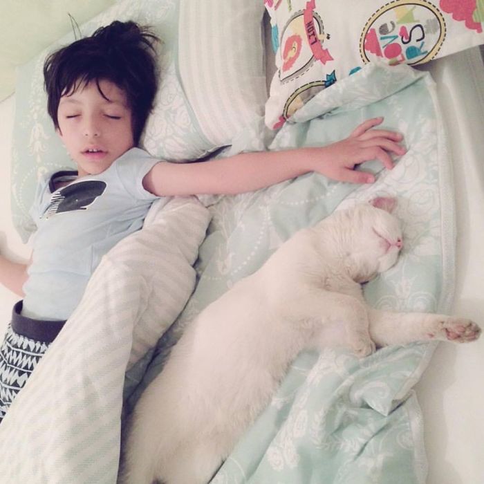 Our Neighbour's Cat Sleeps Every Night With My Son