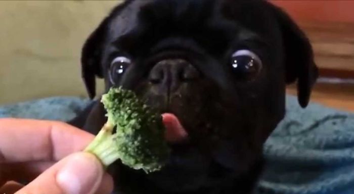 15+ Photos Of Animals Eating That’ll Make You Smile