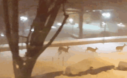 Deer Frolicking In The Street In Cleveland Park