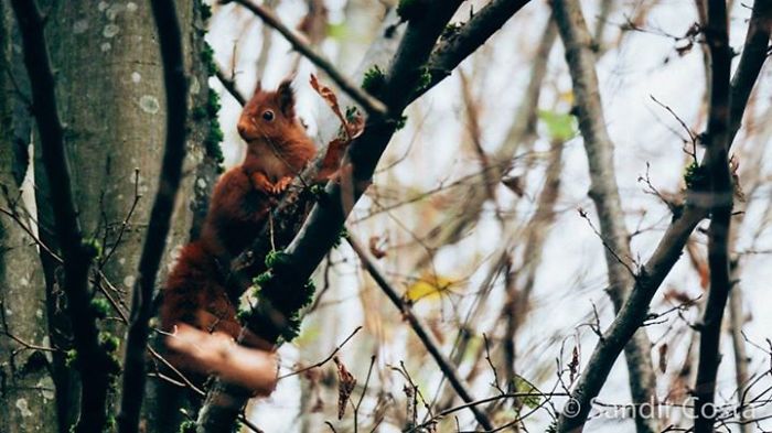 Red Squirrel In Versailles