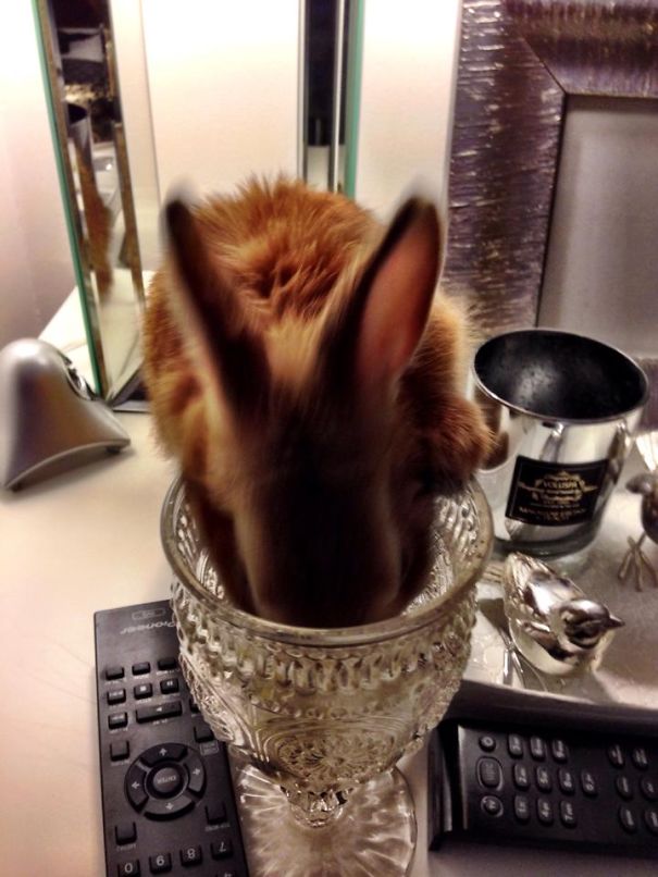 Sometimes Bunny Just Needs A Drink