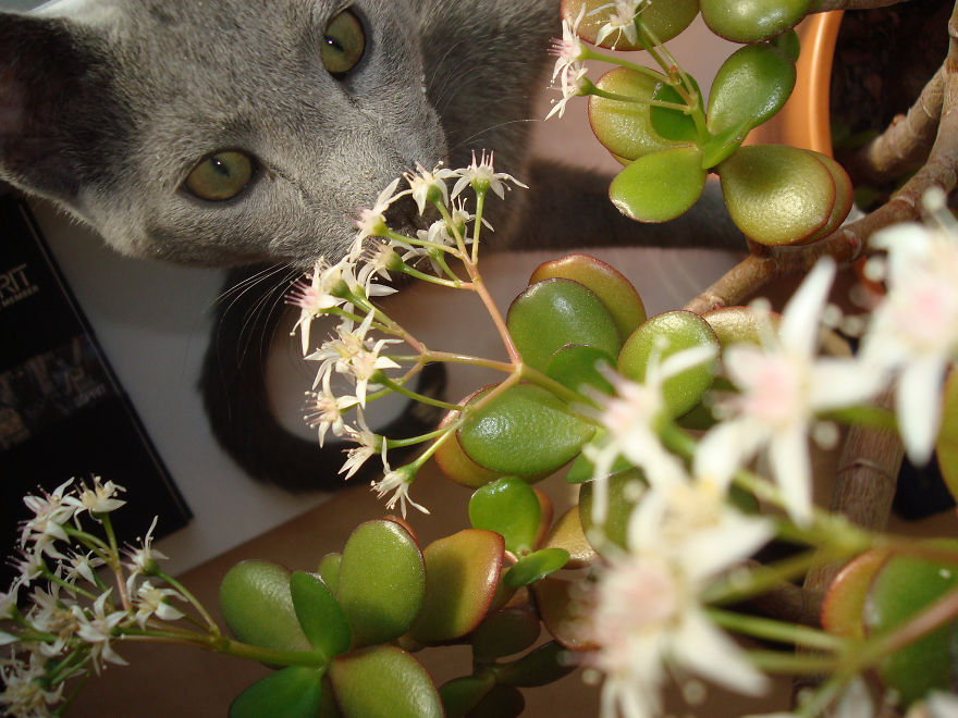 Mister Bear Our Russian Blue Cat Always Loved The Scents Of Flowers, Even Little Flowers.....