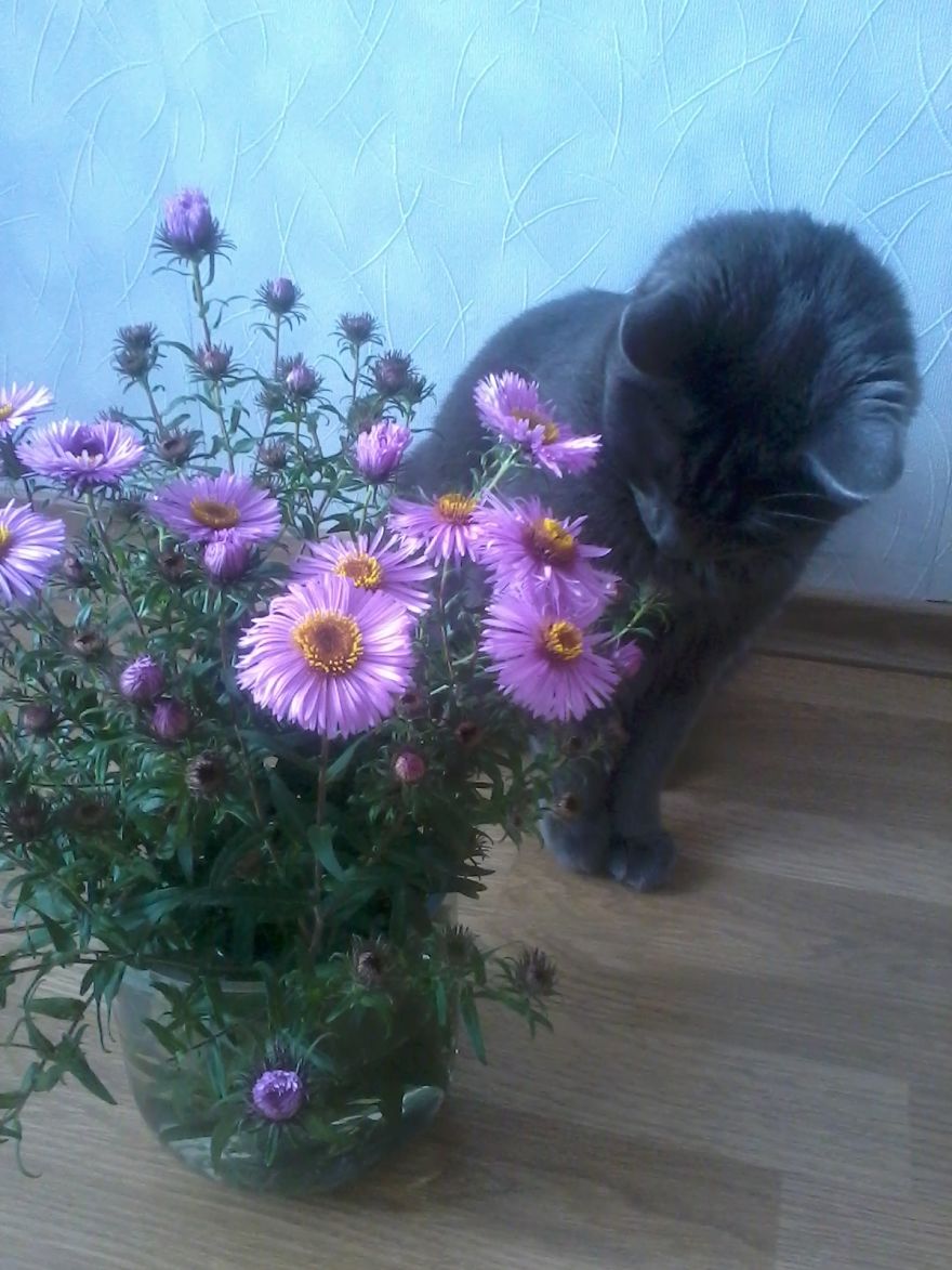 Fricis, 3 Years Old, Adores Flowers
