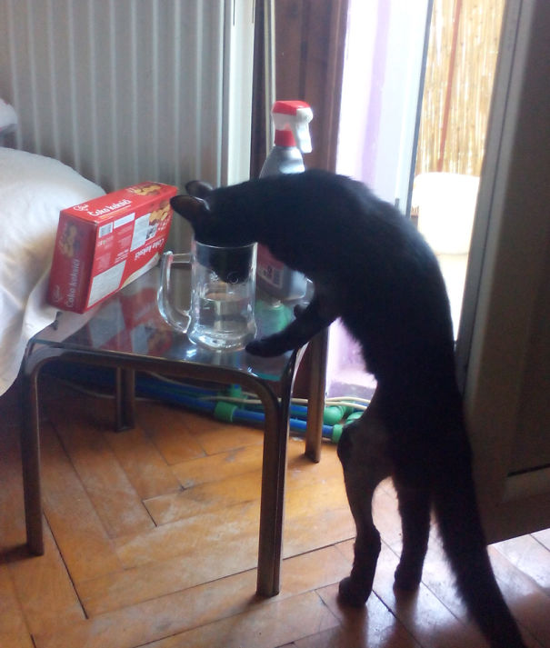 Cat Drinking From A Beer Mug