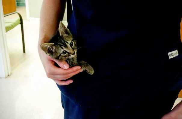 The Pocket Kitten I Got To Take Home From Work