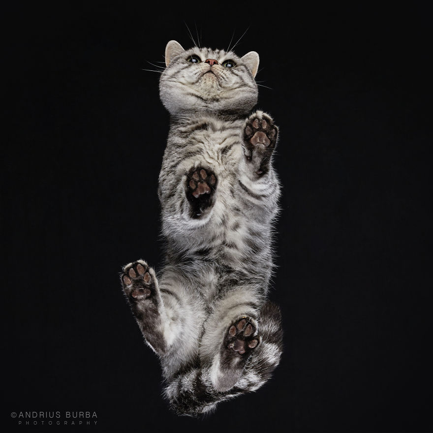 25+ Photos Of Cats Taken From Underneath