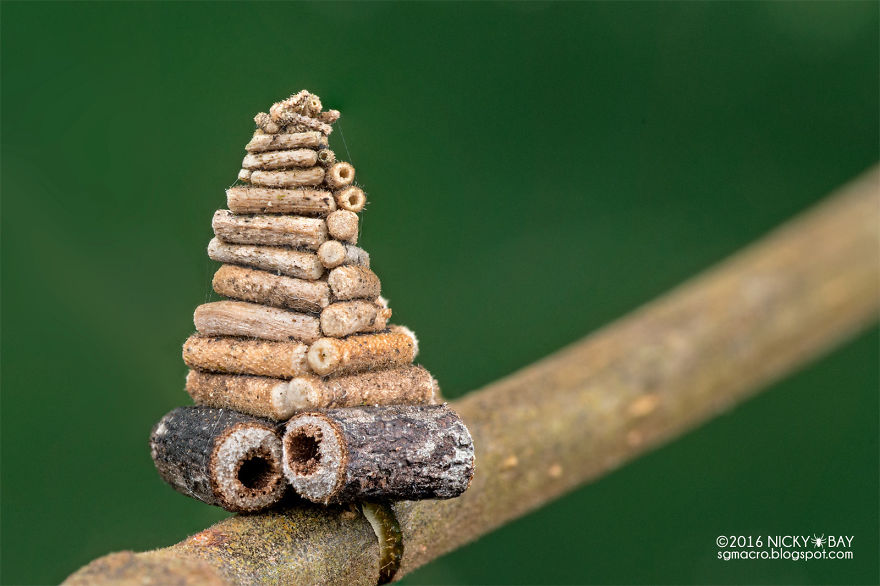 7 Mysterious Structures From The World's Smallest Architects