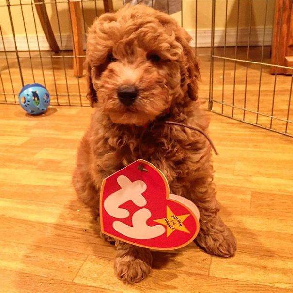 Beanie Baby Goldendoodle