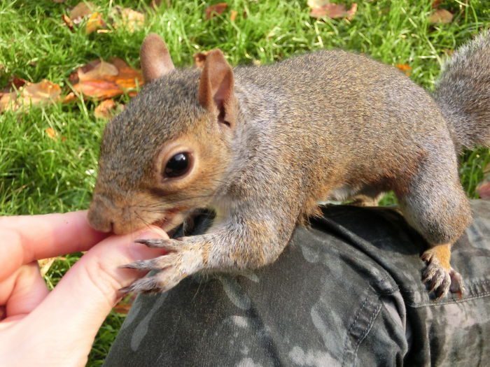 Come On - Give Me The Nut - Immediately !
