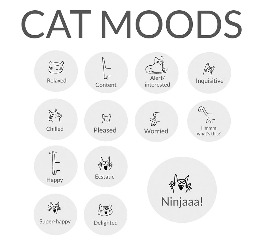 Cat Moods Explained