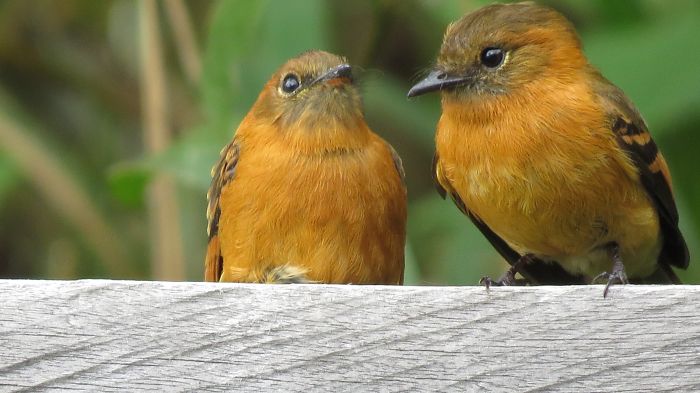 Cinnamon Flycatchers, Mother (right) And Baby. Magdalena Valley, Colombia