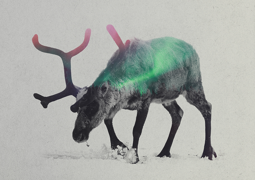 Double Exposure Portraits Of Animals In The Aurora Borealis