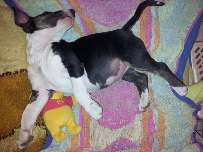 Bull Terrier Puppy Sleep Time Bored Panda