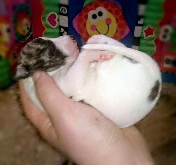 This 10 Day Old Whippet Pup Is Already A Handful!