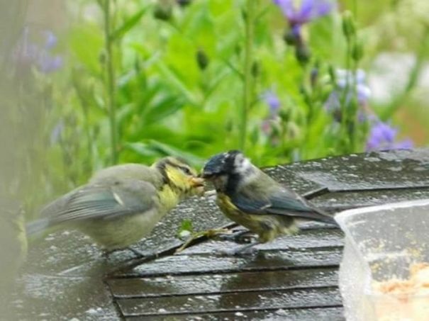 Little Birds Sharing Food