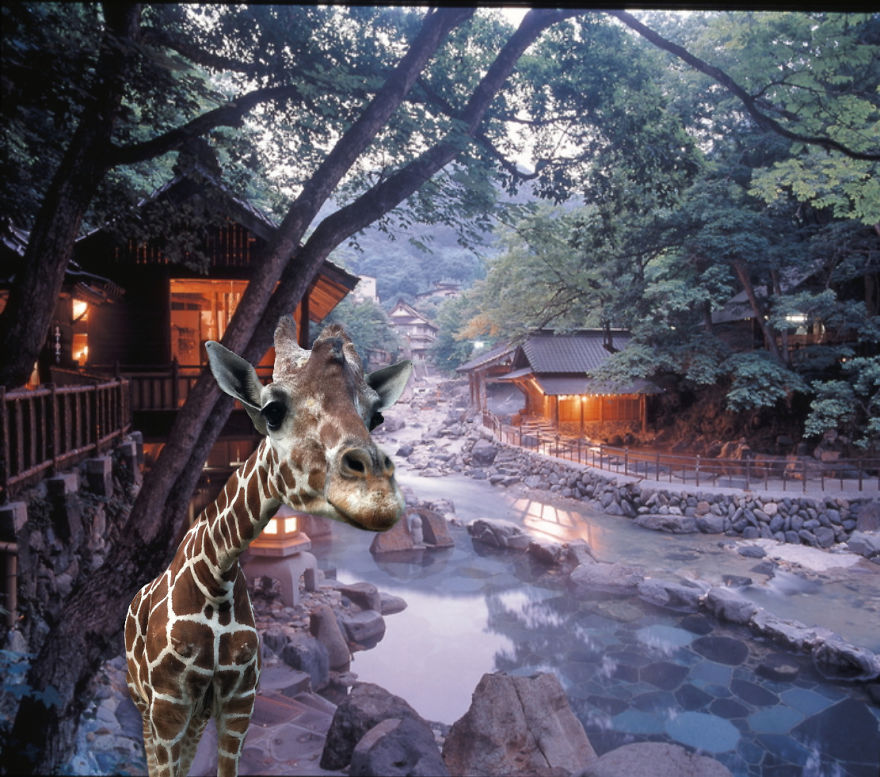Giraffe At Takaragawa Onsen - Natural Hot Spring In Gunma, Japan