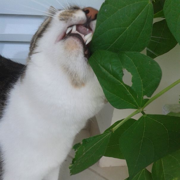 Cat Eating Beanstalk