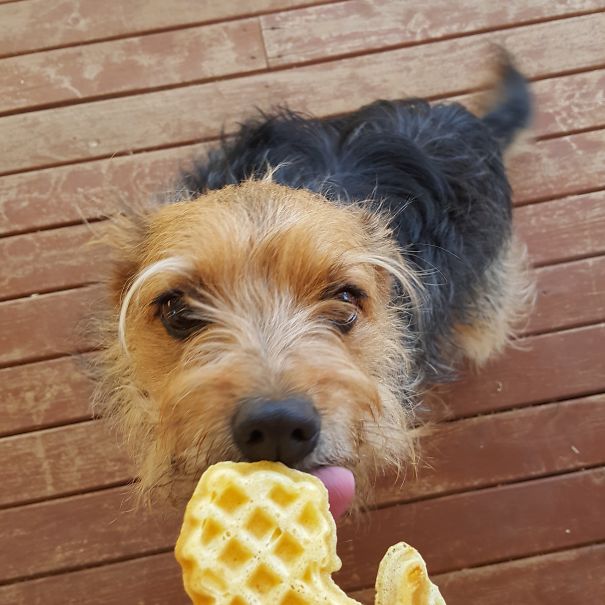 Waffle Dog Approves This Waffle