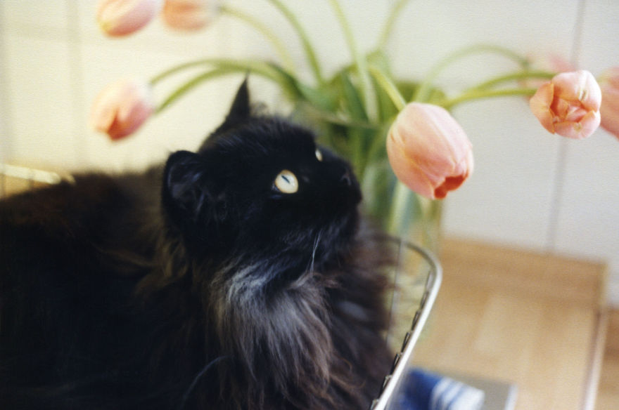 Our Beloved Justus, Who Died Two Years Ago, Loved Flowers!