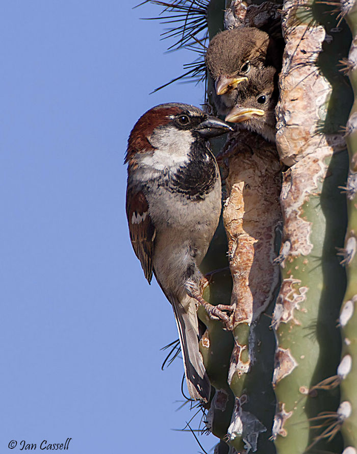 House Sparrow - Gilbert, Arizona