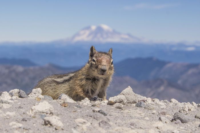Squirrel On The Rim Of Mt St Helens