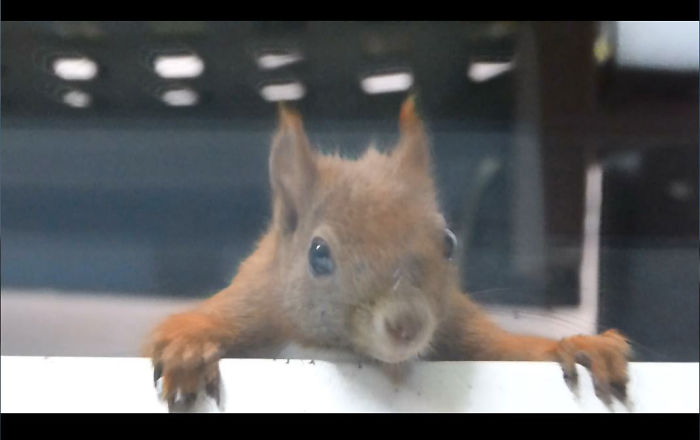German Squirrel Named 'hörny' Checking Windowsill For Nuts