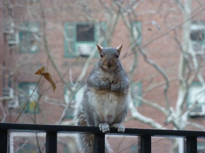 Stuy Town Squirrel "wut, Me?"
