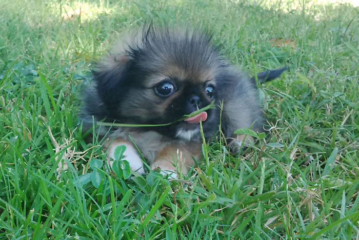 Pepper Sees Grass For The Very First Time