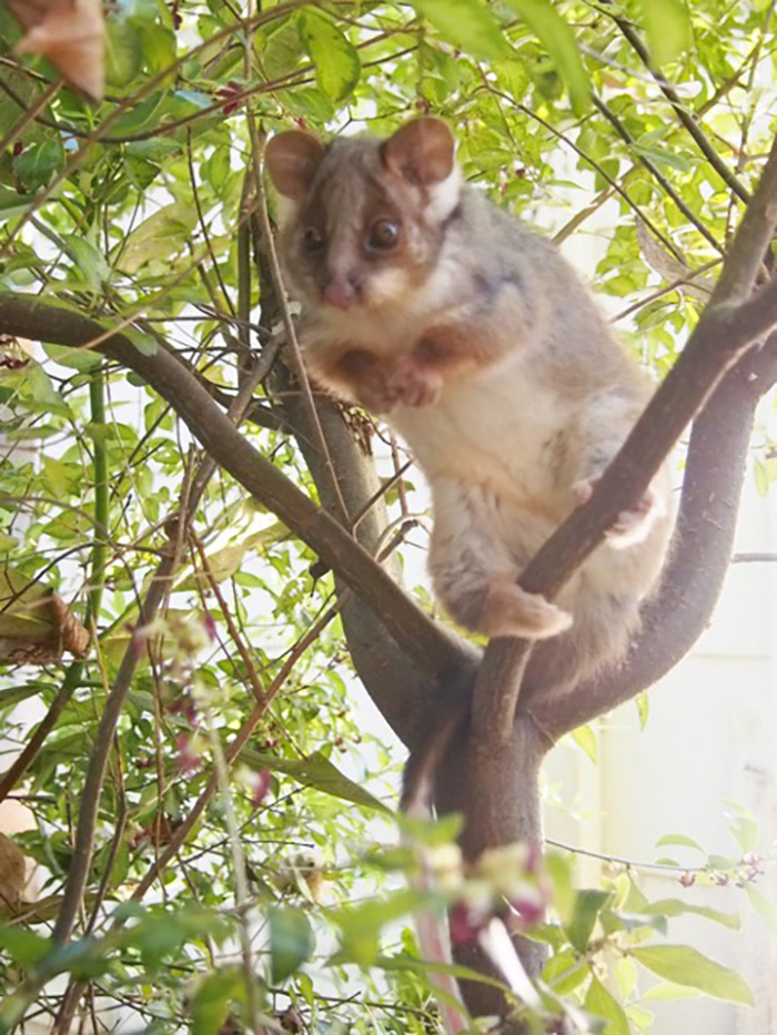 Ring Tail Possum