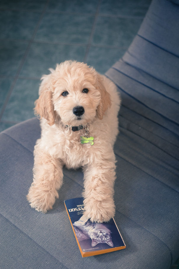 Pinocchio The Golden Doodle (ig @pinocchiothedood)