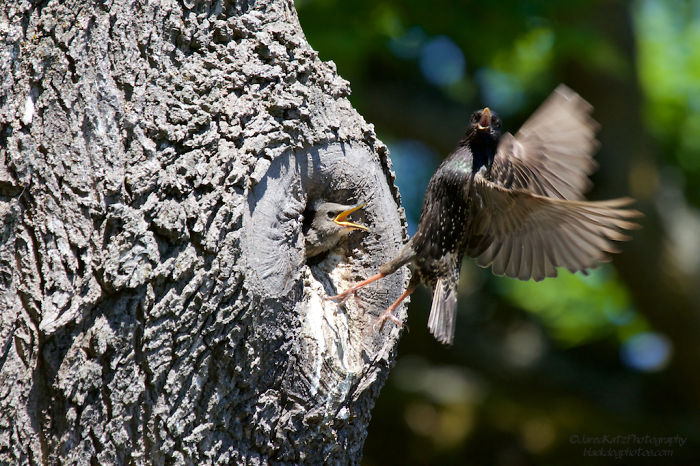 Starlings Along Law Washington 2015