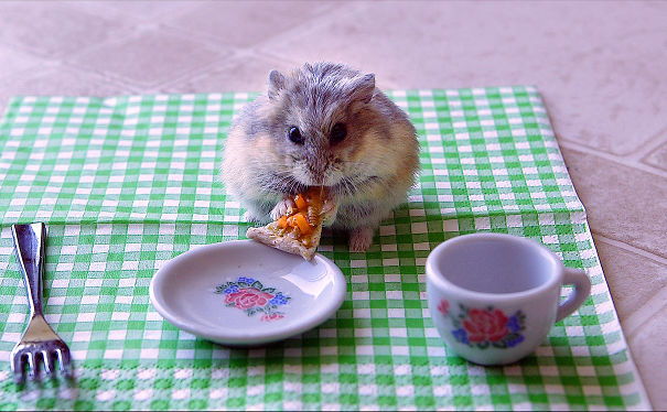 Tiny Hamster Eating A Tiny Pizza (from Youtube Video Of Same Name)