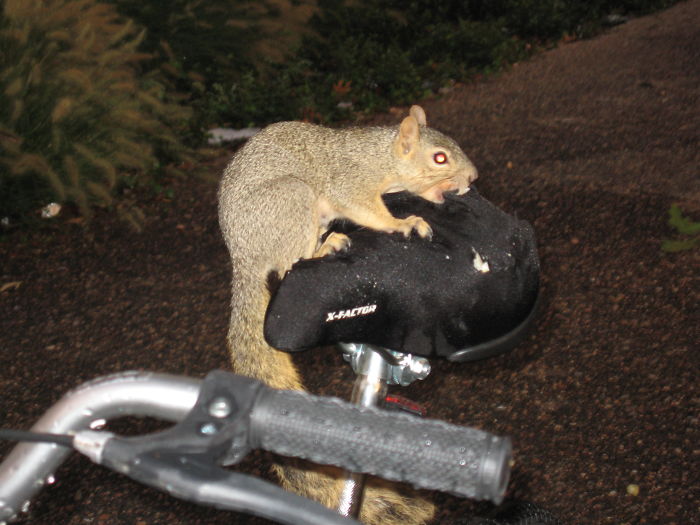 Criminal University Of Texas Squirrel Destroying Property.