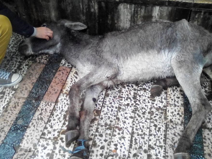 Abandoned And Mistreated Donkey Dies In The Downtown Of Albania Capital, Citizens React Harshly