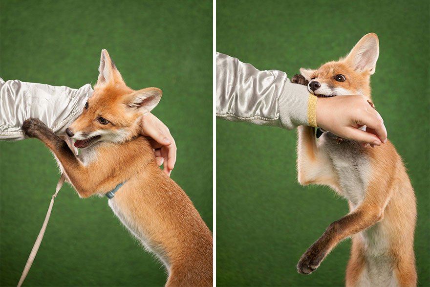 A Little Rescued Fox Came To Model In My Photo Studio