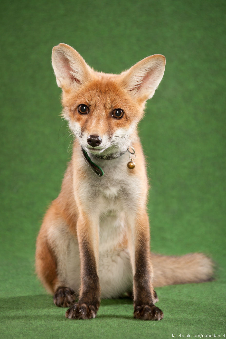 A Little Rescued Fox Came To Model In My Photo Studio