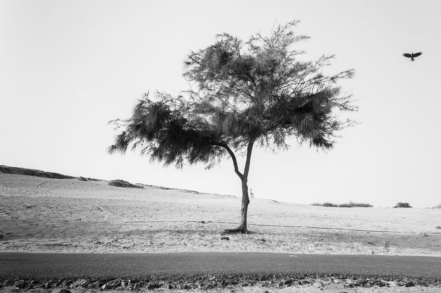 A Lone Tree: My Search For A Path In Life