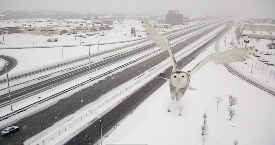 A Magnificent Snowy Owl Caught By A Traffic Camera