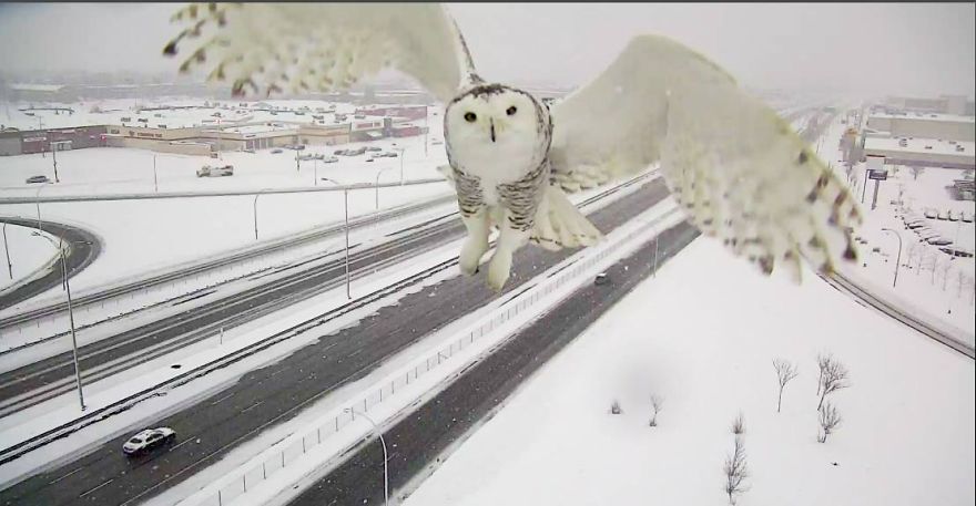 A Magnificent Snowy Owl Caught By A Traffic Camera