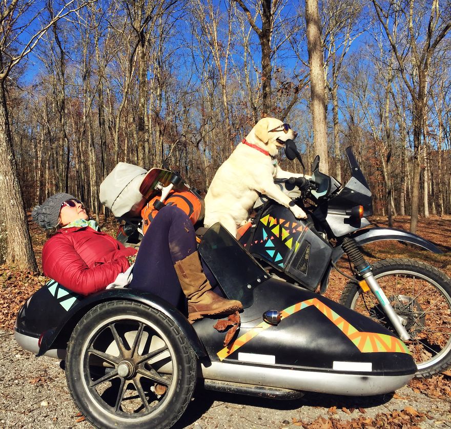 Adventure Dog Travels North America In A Motorcycle Sidecar With His Best Friend