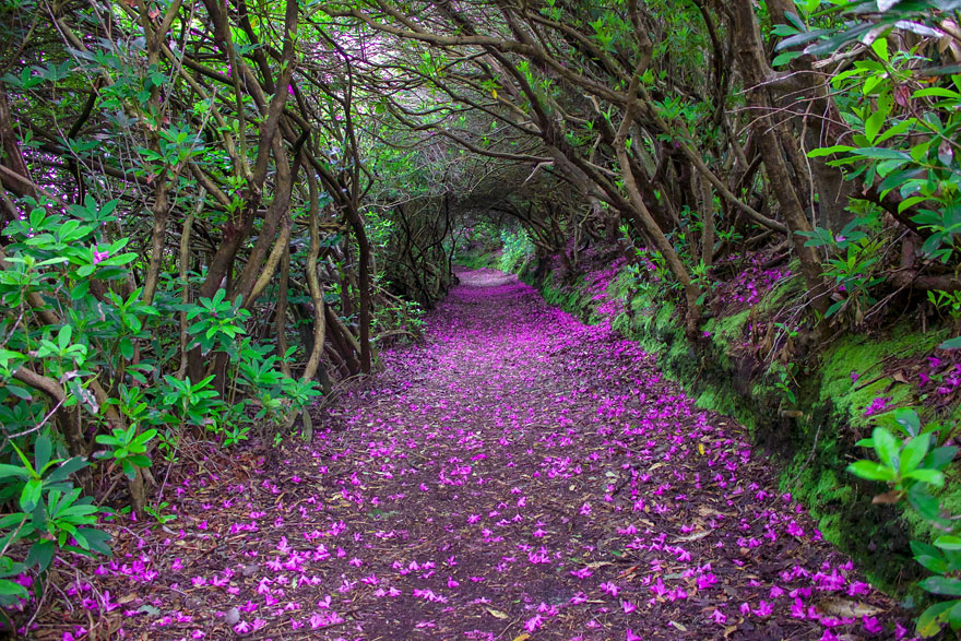 Natural Rhododendron Tunnels In Reenagross Park, Kenmare