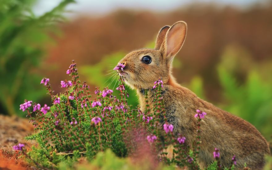 Rabbit Smelling Flowers