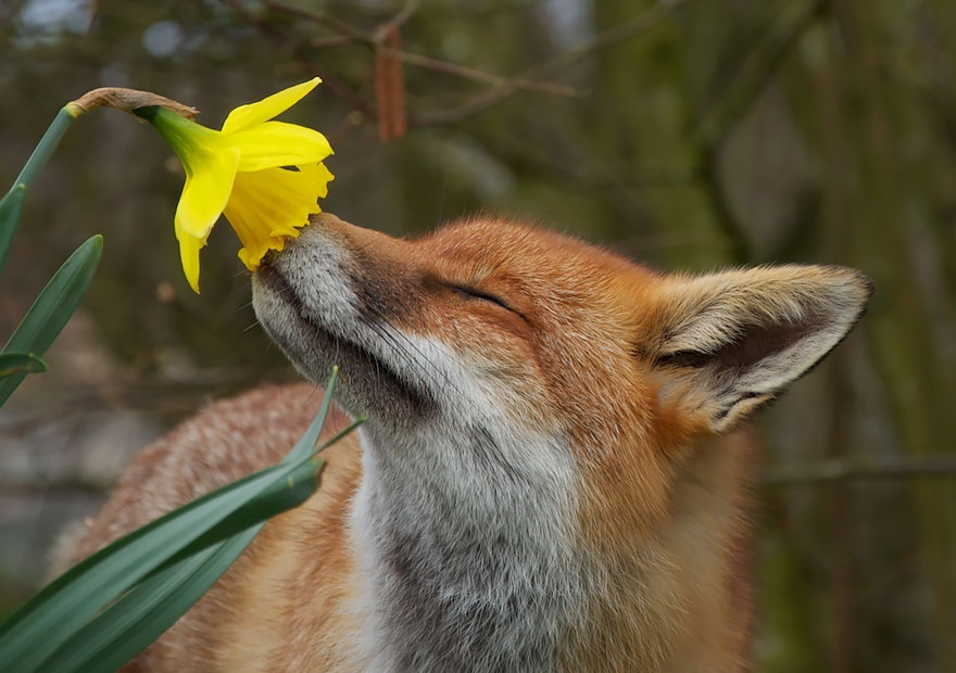 Fox Smelling Flowers