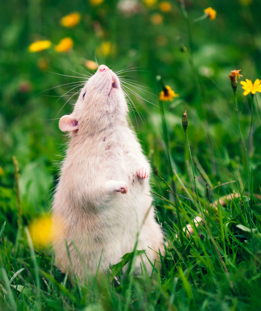 Rat Smelling Flowers