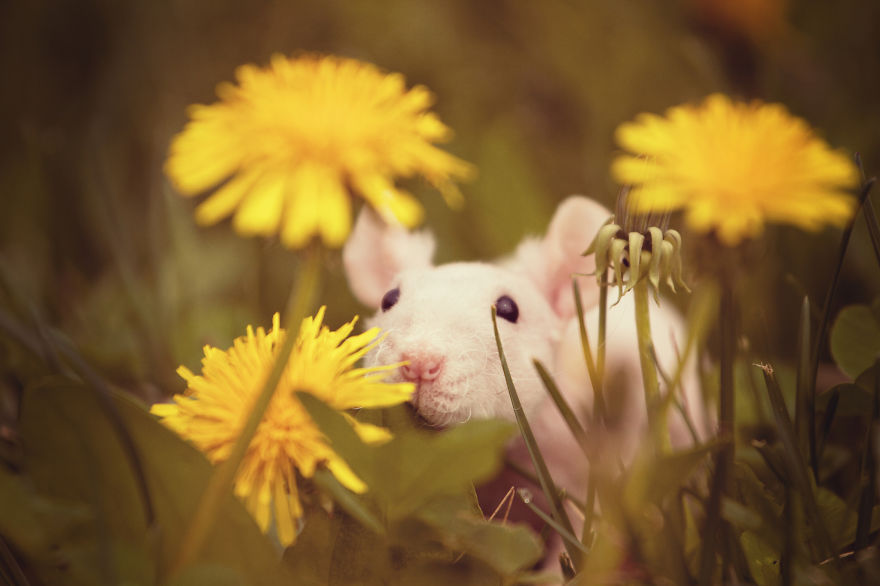 15 Animales adorables mientras huelen flores
